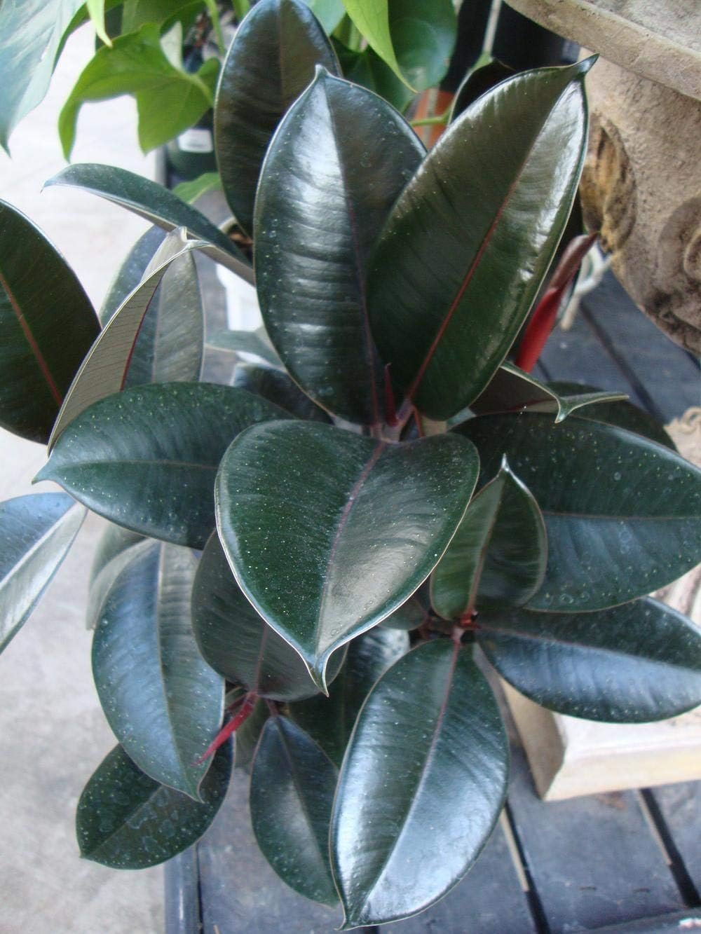 Rubber Plant - Live Plant in an 10 Inch Pot - Ficus Elastica Burgundy - Beautiful Easy Care Air Purifying Indoor Houseplant