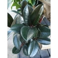 thumbnail image 5 of Rubber Plant - Live Plant in an 10 Inch Pot - Ficus Elastica Burgundy - Beautiful Easy Care Air Purifying Indoor Houseplant, 5 of 5