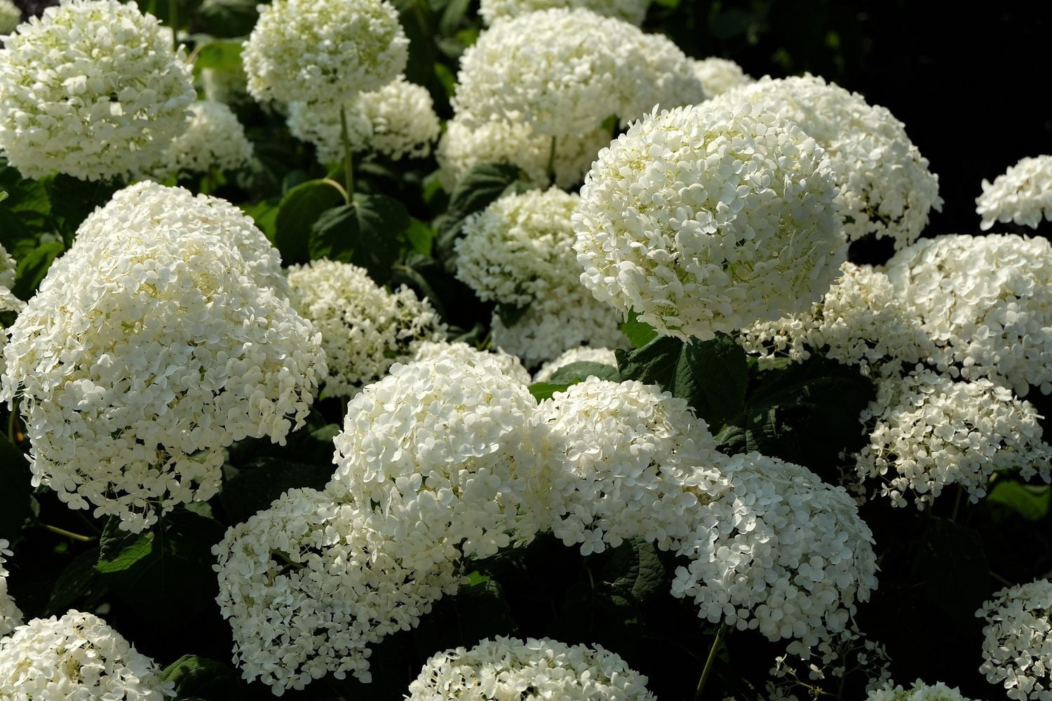Ensemble de arbuste 6 contenants de 1 gallon (3,8 L) hortensia Annabelle