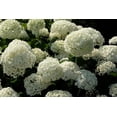 thumbnail image 4 of 1 Gallon (3.8L) Annabelle Hydrangea Shrub 6 Pack, 4 of 6