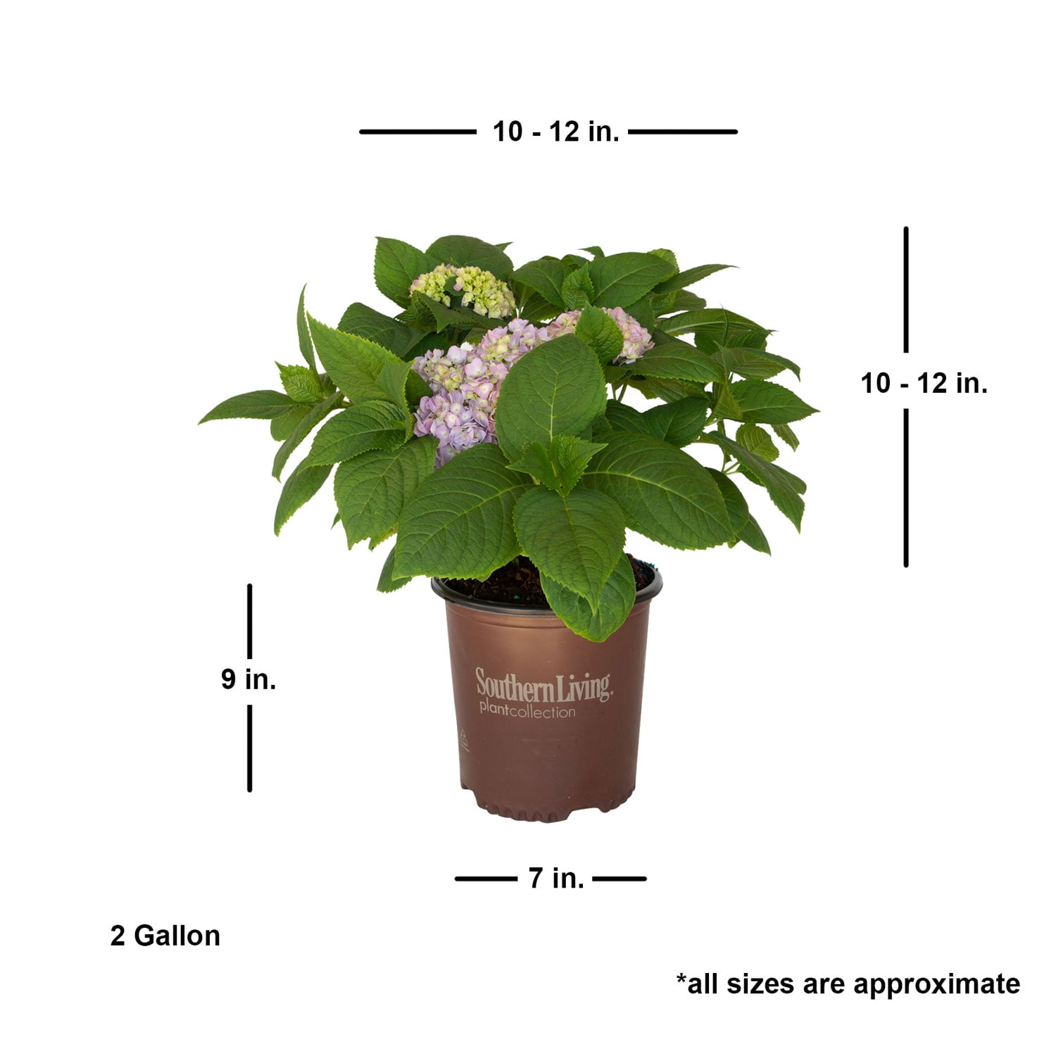 Southern Living Dear Dolores Hydrangea Live Shrub in 2-Gallon Grower Pot