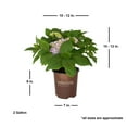 thumbnail image 4 of Southern Living Dear Dolores Hydrangea Live Shrub in 2-Gallon Grower Pot, 4 of 14