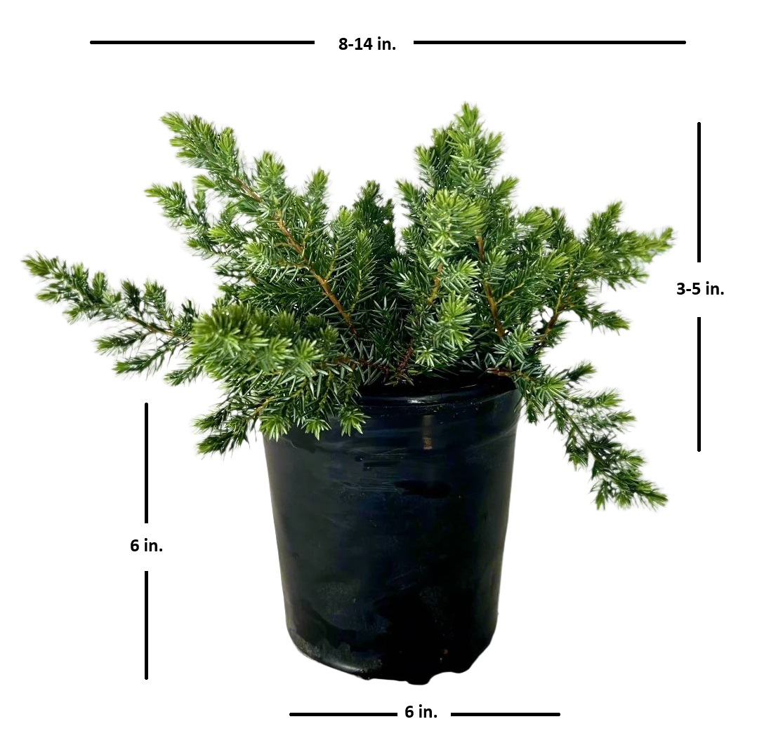 Expert Gardener Blue Pacific Juniper (2.5 Quart) Low-Growing Evergreen Groundcover - Live Outdoor Plant
