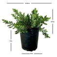 thumbnail image 5 of Expert Gardener Blue Pacific Juniper (2.5 Quart) Low-Growing Evergreen Groundcover - Live Outdoor Plant, 5 of 6