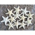 thumbnail image 1 of Estrella De Mar Nudosa | 12 Estrellas De Mar Nudosas Blancas De 1 1/4"" A 2 1/4"" Estrellas | Además, Un Libro Electrónico Náutico Gratuito De Joseph Rains, 1 of 1