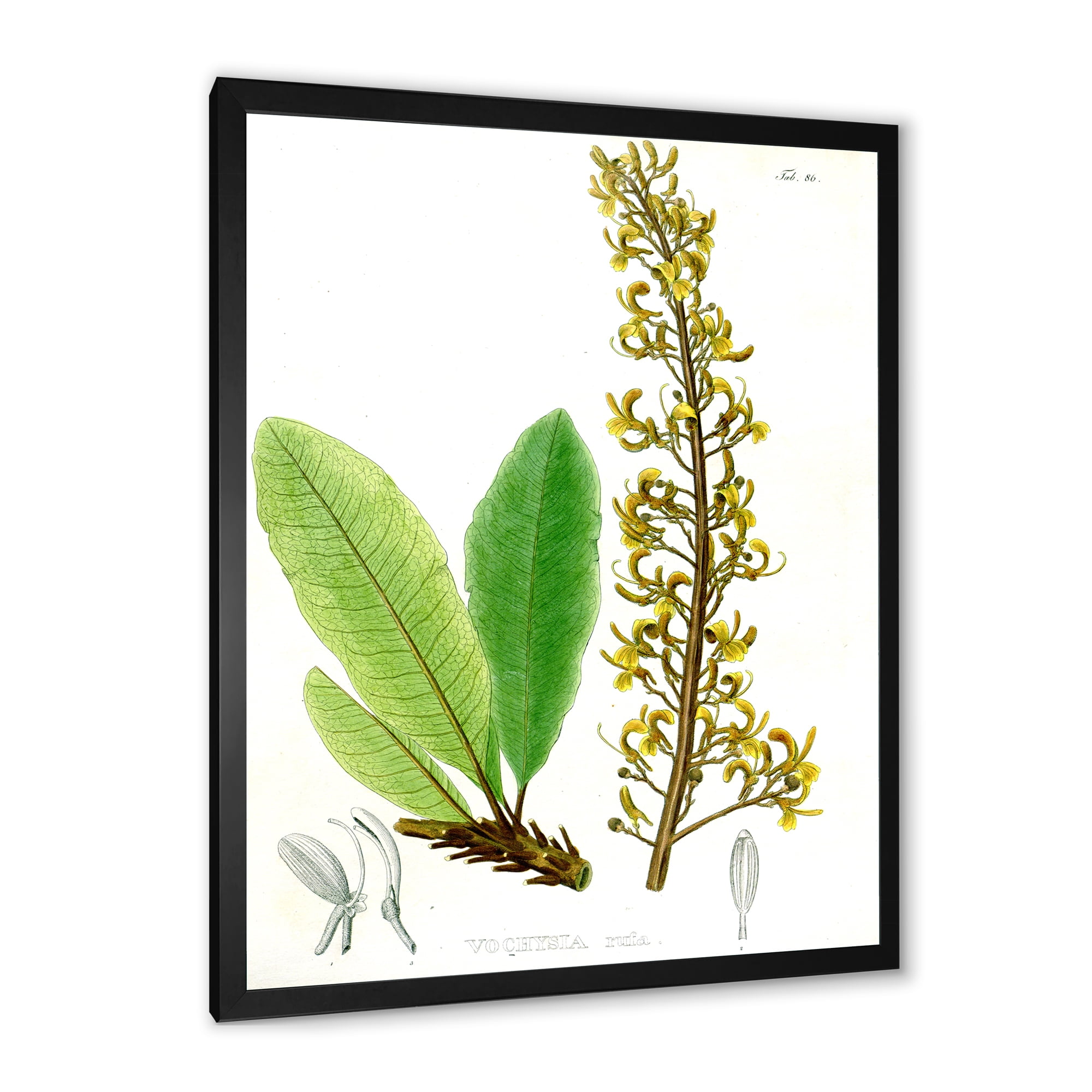 Designart 'Ancient Brazilian Plant IV' Traditional Framed Art Print