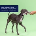 thumbnail image 4 of Small Whole Premium Wild Deer Antler Bone for Dogs by Good Trouble Pets, 4 of 7