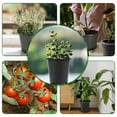 thumbnail image 4 of 5 Pack Plastic Plant Pots Seedling Cups Plant Container Nursery Pots Fit for Seeds Germination, Seedlings Growing, Succulents Planting, Seeds Starting, Black, 4 of 7