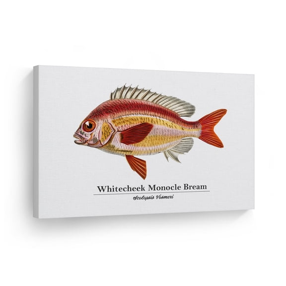 Smile Art Design Whitecheek Monocle Bream Scolopsis Vosmeri Fish Painting Marine Animal Canvas Wall Art Print Ocean Sea Fishing Nautical Coastal Living Room Kids Room Decor - 30x40