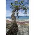 thumbnail image 2 of Kaveney, Wendy 11x14 White Modern Wood Framed Museum Art Print Titled - French Polynesia, Rangiroa Tree over the beach, 2 of 4