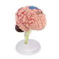 thumbnail image 3 of 4D Disassembled Anatomical Human Brain Model Anatomy Teaching L9U4 Tool R0D6, 3 of 6