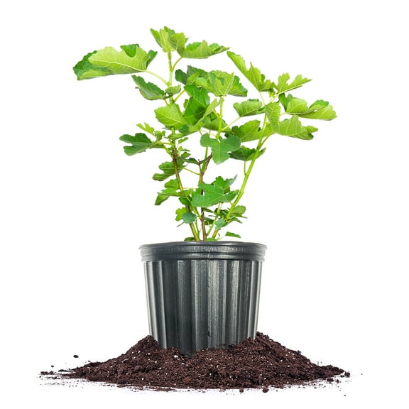 Perfect Plants LSU Fig 3 Gallon