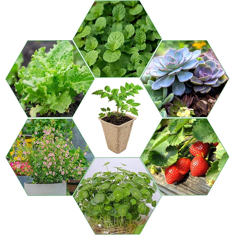 Naler Biodegradable Seed Starter Trays, 14 Pack (168 Cells) photo 4