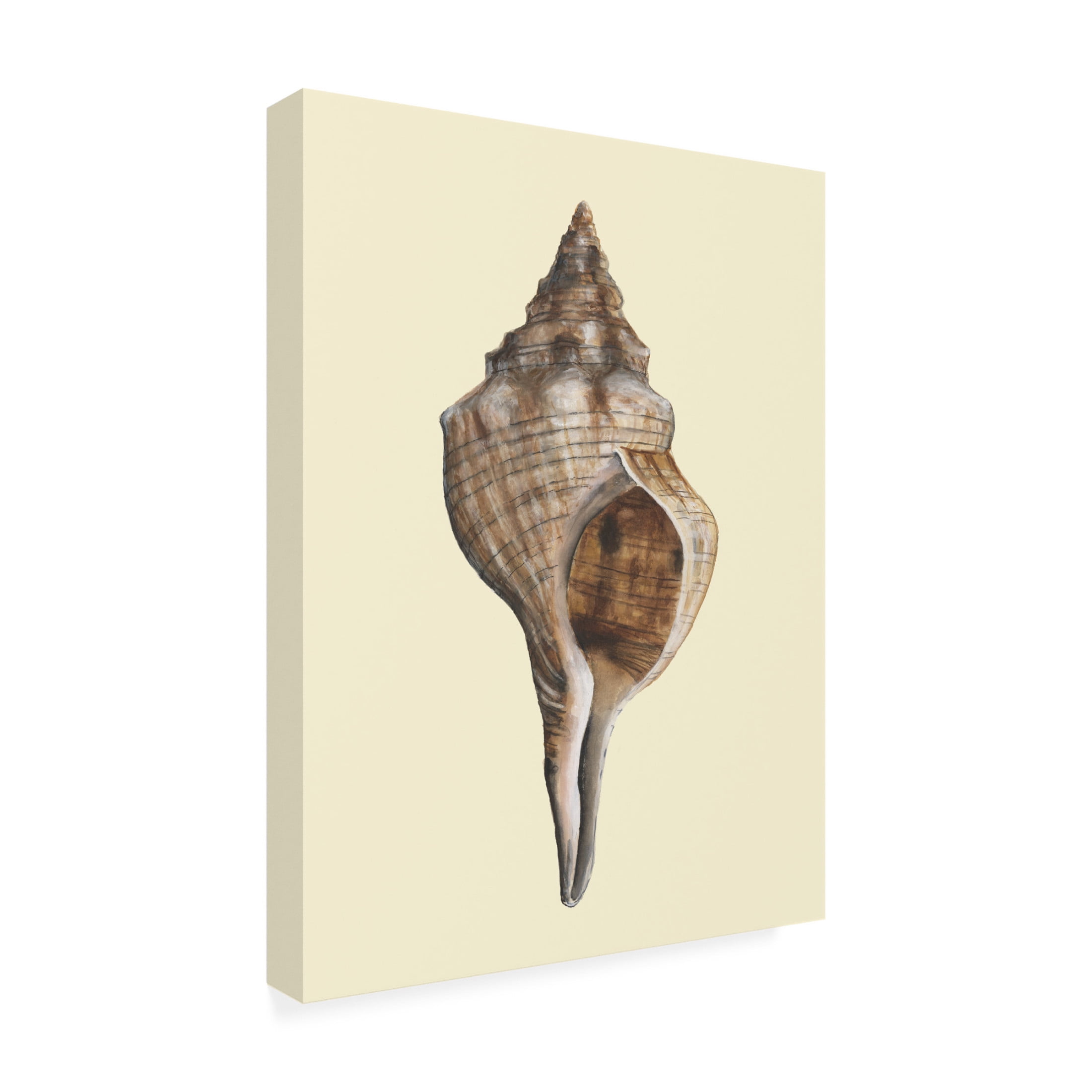 Trademark Fine Art Michael Willett  Neutral-Toned Seashells I Canvas Wall Art