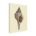thumbnail image 4 of Trademark Fine Art Michael Willett  Neutral-Toned Seashells I Canvas Wall Art, 4 of 4