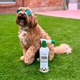 thumbnail image 2 of Urine & Odor Turf Detox, Pet Urine Odor Eliminator (Combo Pack), 2 of 4