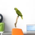 thumbnail image 1 of Yellow-naped Parrot 6 Years Wall Mural by Wallmonkeys Peel and Stick Graphic (18 in H x 13 in W) WM331578, 1 of 4