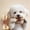 L, variant on Dog Chew Toy with Beef Aroma Tough Long Lasting, Nylon Teeth Cleaning Bone for Heavy Chewers, Anxiety Relief Chew Toy 3 Sizes for Small Medium Large