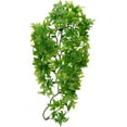 thumbnail image 2 of ZM MED CONGO IVY BU22, 2 of 2