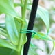 thumbnail image 4 of Clips de sujeción para jardín para plantas trepadoras con bridas – Correas de sujeción duraderas para vallas de jardín y entrenamiento, 30 m/98 pies, 4 of 5