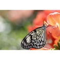 thumbnail image 2 of Posterazzi DPI12305431LARGE Rice Paper Butterfly Idea Leuconoe Portrait - Montreal Quebec Canada Poster Print by Dominic Marcoux, 38 x 24 - Large, 2 of 4