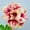 D, variant on Desert Rose, Low Maintenance - Easy Grow - Ideal for Beds Borders, Plant Pots & Planters