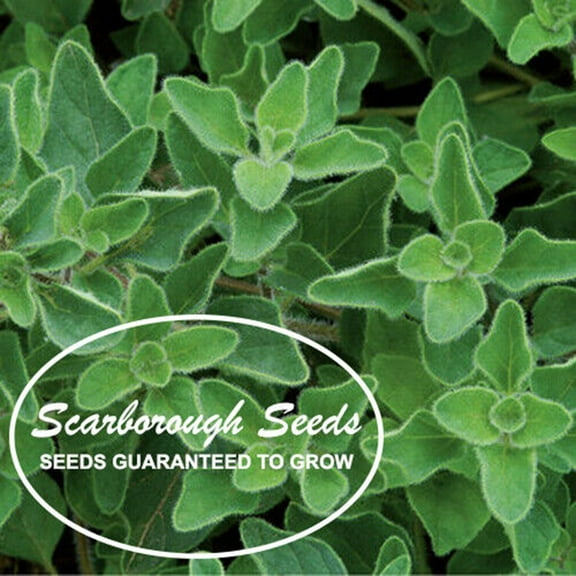 Scarborough Seeds Greek Oregano 1000 Seeds Herb Heirloom NON-GMO Fragrant USA!