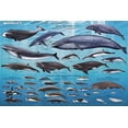 thumbnail image 2 of Affiche Éducative Baleines 36 x 24 Po, 2 of 4
