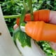 thumbnail image 4 of Agarre con los dedos Recolección de uvas Cosecha Pepper Haven, 4 of 8