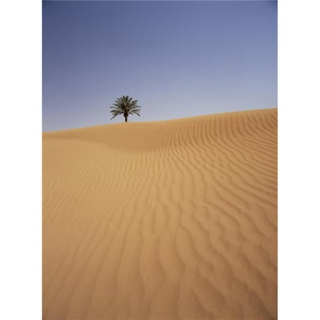 Solitary Date Palm Tree In The Sand Dunes, Tinfou Near Zagora Poster Print, 26 x 36 -