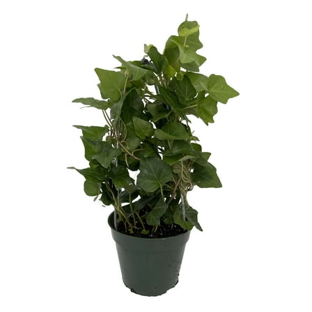 Tree Topiary English Ivy - Hedera - 4" Pot