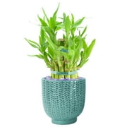 Hallmark Flowers Live Lucky Bamboo in 5" Light Teal Serene Scallops Ceramic Container