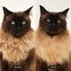 thumbnail image 5 of Cepillo para mascotas TANGLE TEEZER para gatos, color rosa, 5 of 7