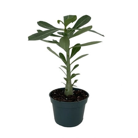 Desert Rose Plant - Adenium obesum - Natural Bonsai or House Plant - 4" Pot