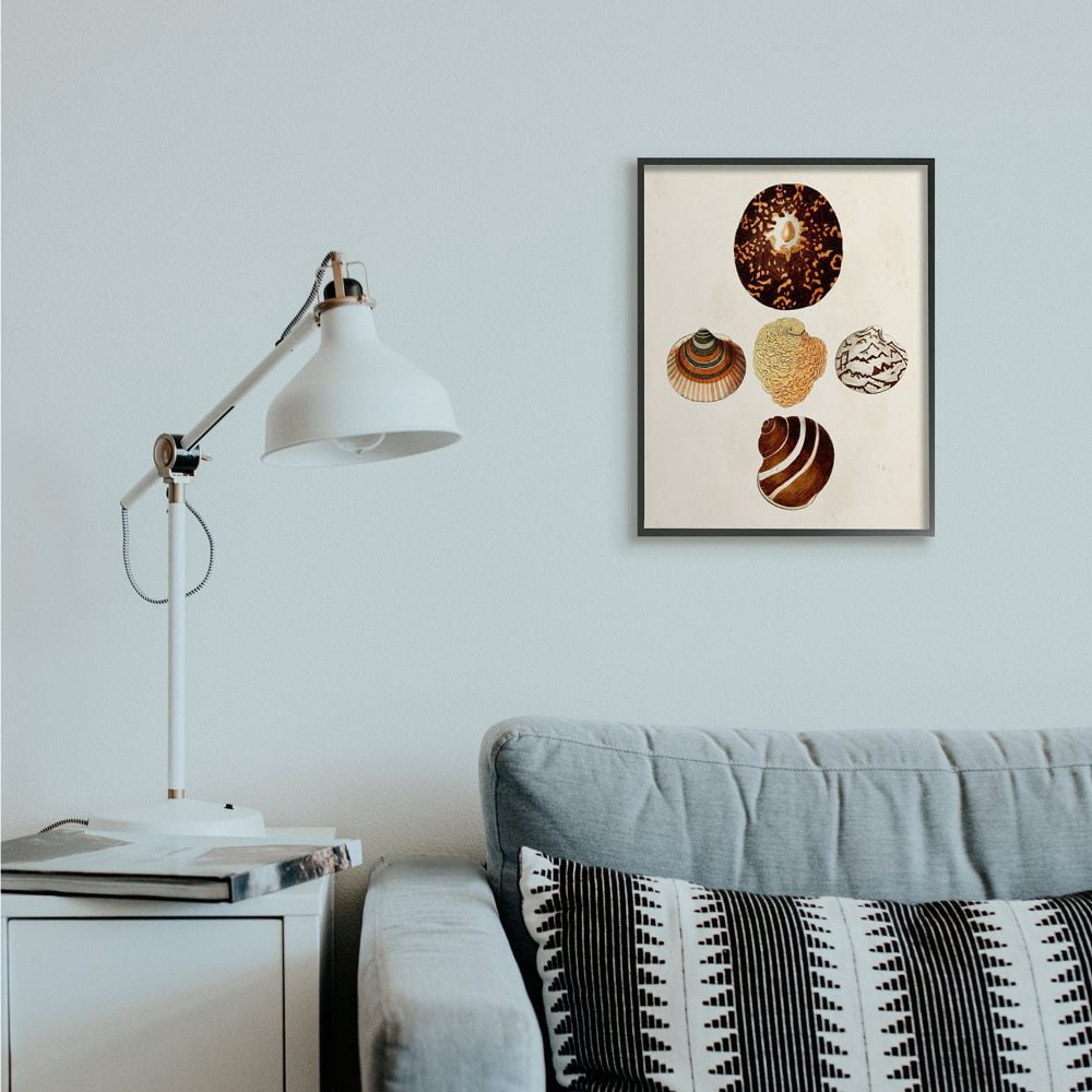Stupell Industries Antique Round Patterned Nautical Sea Shell Vintage Framed Wall Art Design by G.W. Knorr, 16" x 20", Black Framed