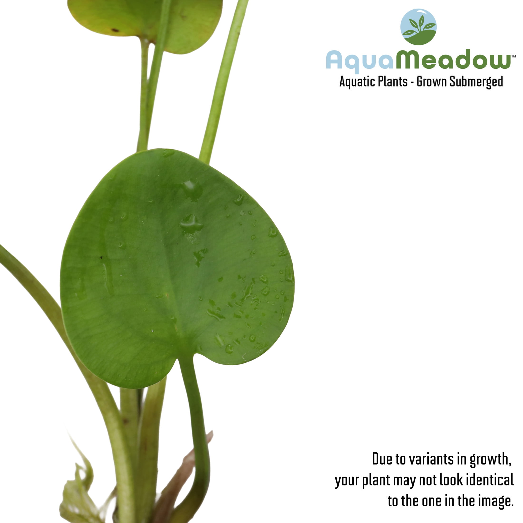 AquaMeadow Frogbit Surface Plant 3ct