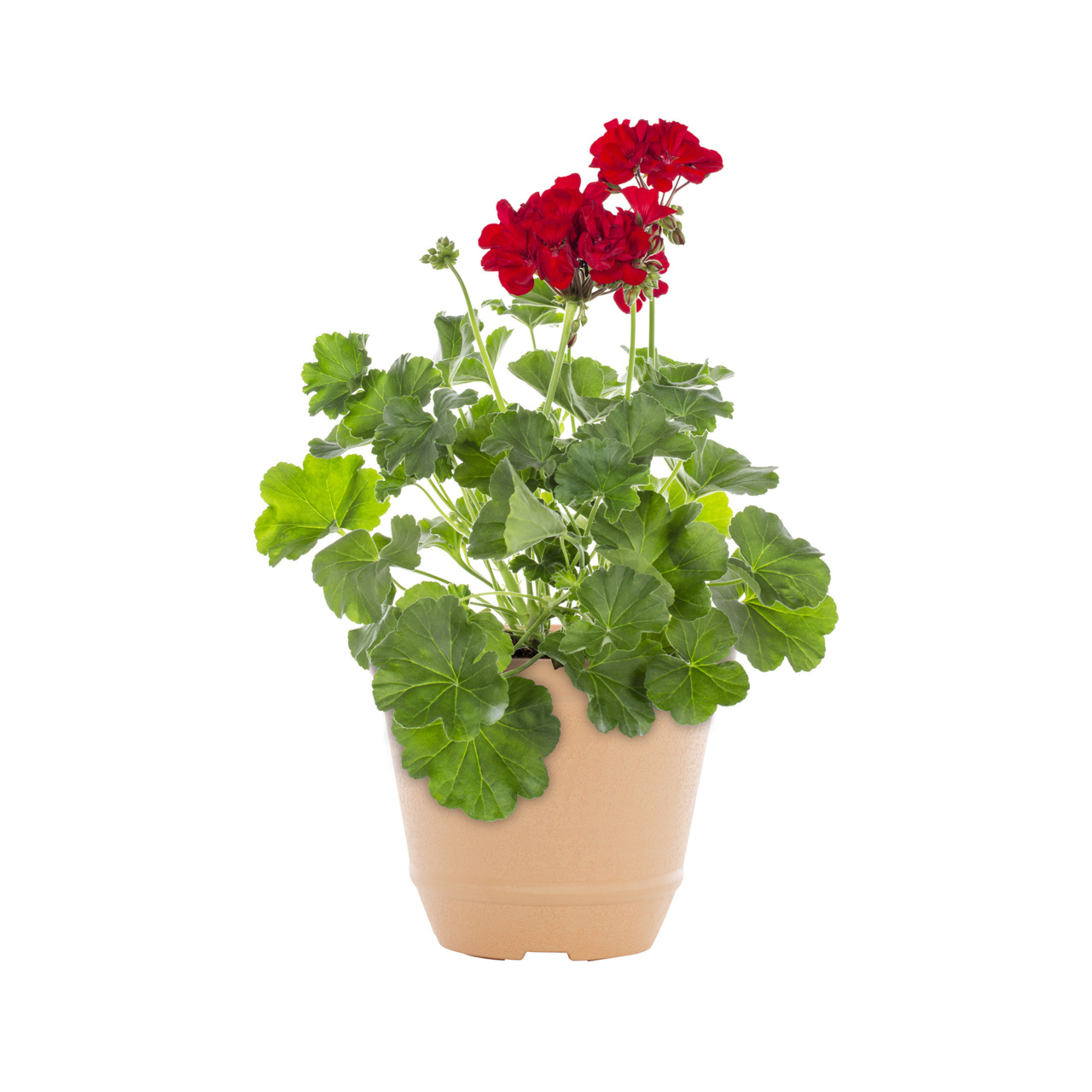 Better Homes & Gardens 3QT Red Geranium Live Annual Plant Decorative Pot Sun 2-Pack