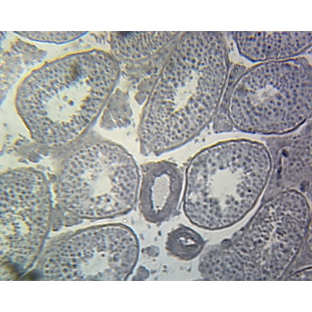 Seminal Vesicle  Mammalian; Section; H&E Stain by Go Science Crazy price history on PriceWatchPro