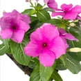 thumbnail image 2 of Expert Gardener 4PK Lavender Vinca Live Plant, 2 of 6