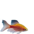 thumbnail image 2 of Juego de 6 Señuelos de pesca Sonducket anzuelo de cebo de simulación pequeño, 2 of 6