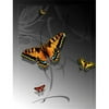 Lama Kasso 0210-T Large Butterfly on a Silver Transitioning to Black Background 48 in. x63 in. Satin Throw