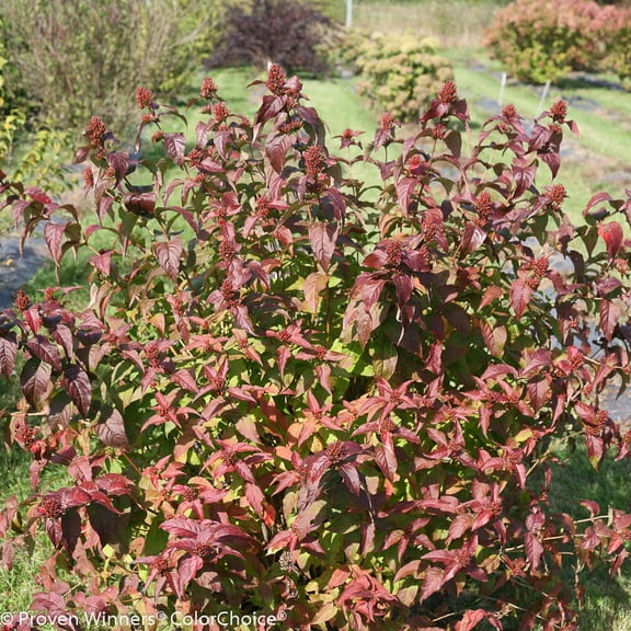 Kodiak Black Bush–honeysuckle–Deciduous Shrub–Attracts Pollinators 3 Gallon