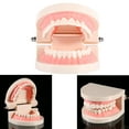 thumbnail image 4 of Modèle de Dents, Éducation Dentaire Anti-Rouille pour Démonstration de Brossage des Dents, 4 of 8