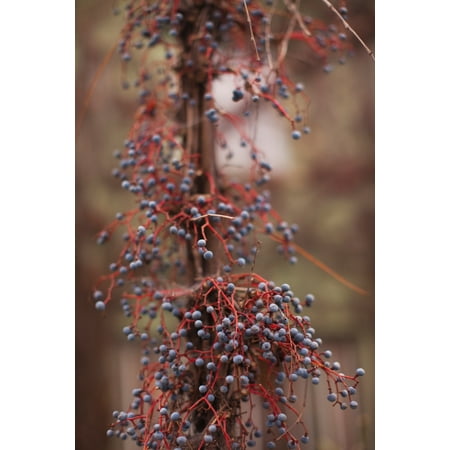 Berries on a tree Healdsburg Russian River Valley Sonoma County California USA Canvas Art - Panoramic Images (27 x