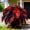 A, variant on Elephant Ears Bulbs , Low Maintenance - Easy Grow - Ideal For Beds Borders, Plant Pots & Planters