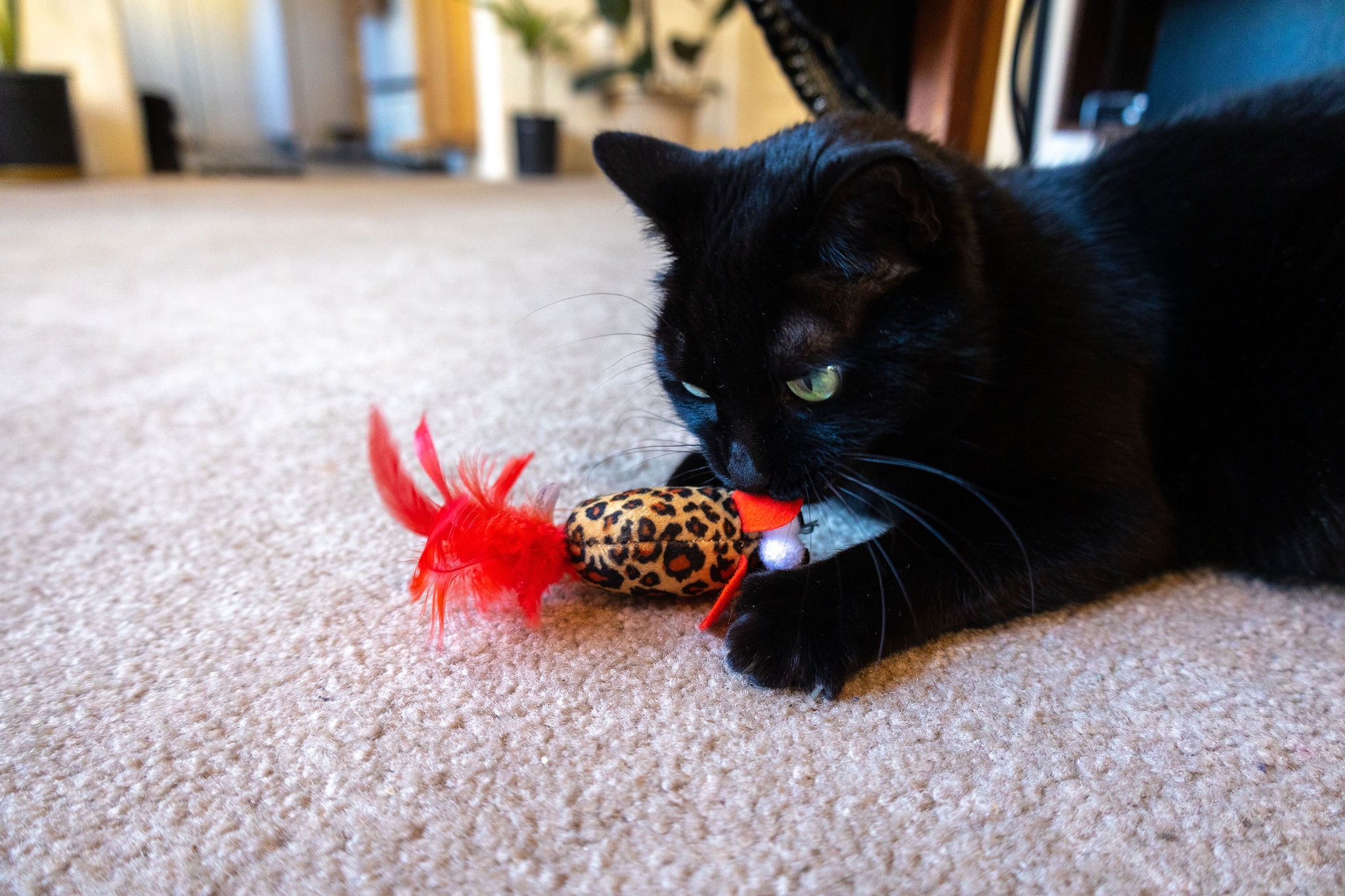 (2 pack) Vibrant Life Safari Feather Mice Cat Toy, Assorted Colors