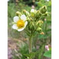 thumbnail image 5 of 50 PRAIRIE CINQUEFOIL Tall Potentilla Drymocallis Arguta White Pale Yellow Native Flower Seeds, 5 of 5