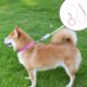 thumbnail image 1 of RKSTN Nylon P Et Leash Pet Leash Pink, 1 of 6