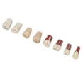 thumbnail image 2 of 8 piezas de modelo de conducto radicular de resina para demostración realista de conducto radicular dentario para estudiantes, 2 of 14
