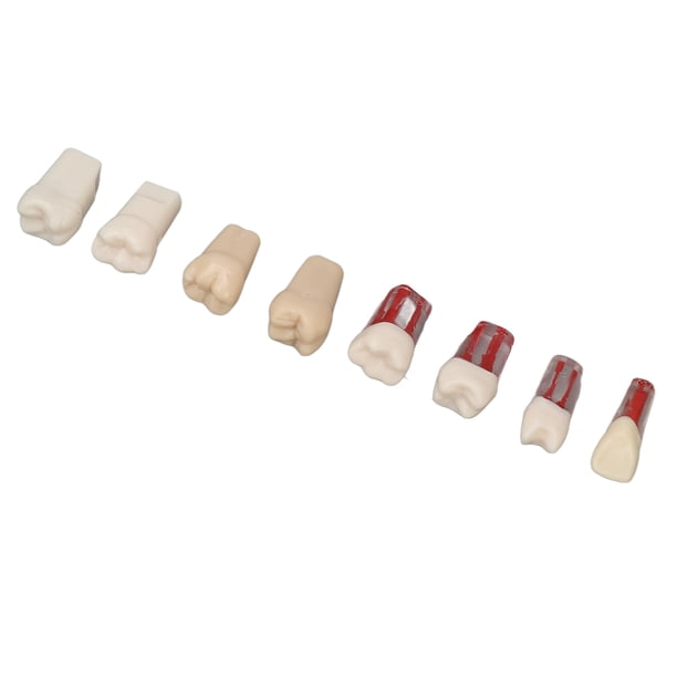 Modelo de enseñanza de dentista, 8 piezas Modelo de estudio de dientes de raíz de canal Dientes de raíz de canal Integración perfecta